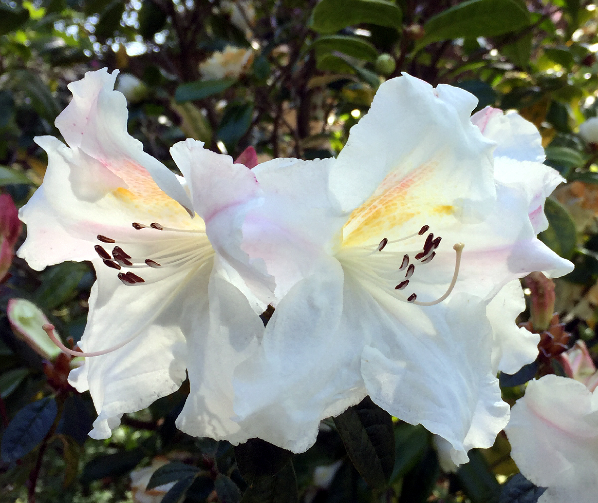 Lady Alice Fitzwilliam